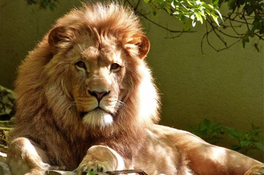 Rajasthan Wildlife Tour